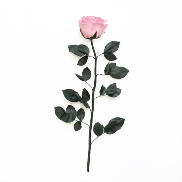 Long Stem Infinity Rose | Bridal Pink | 1 Rose