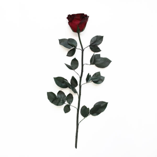 Long Stem Infinity Rose | Burgundy | 1 Rose